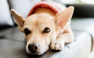 perro más saludable