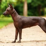 perros sin pelos