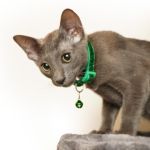 peso ideal de un gato