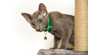 peso ideal de un gato