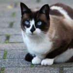 snowshoe gatos