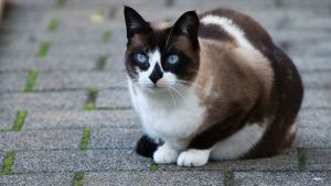 snowshoe gatos