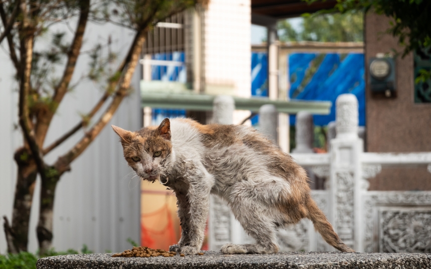 acné en un gato