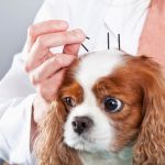 acupuntura en perros