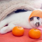 cuidar a un gato en invierno