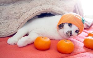 cuidar a un gato en invierno
