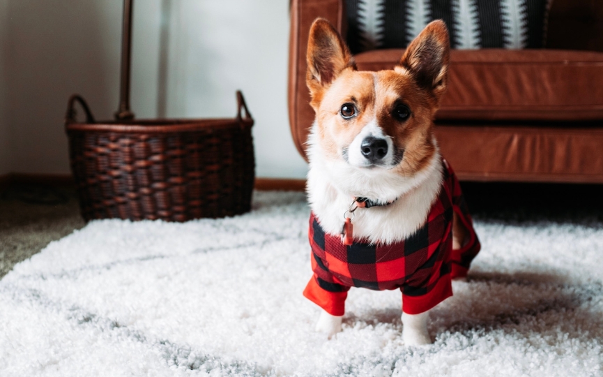 cuidar a un perro en invierno