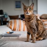 Gatos Ashera