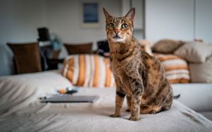 Gatos Ashera