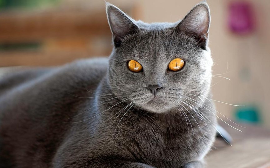 gatos azules