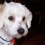 Luno perro retenido en Barajas
