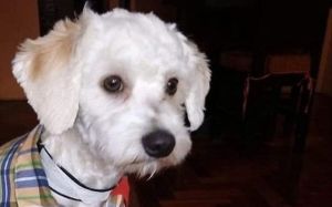 Luno perro retenido en Barajas