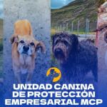 perros vigilan las minas Toromocho