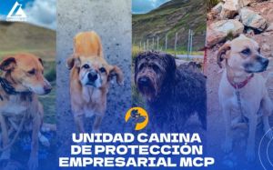 perros vigilan las minas Toromocho