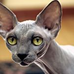 gato Peterbald