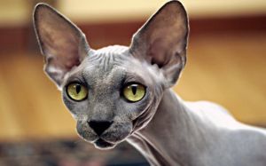 gato Peterbald