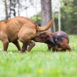 consejos para tratar el celo en perros