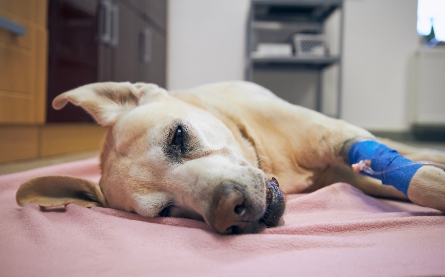 cuanto dura la anestesia en un perro esterilizado