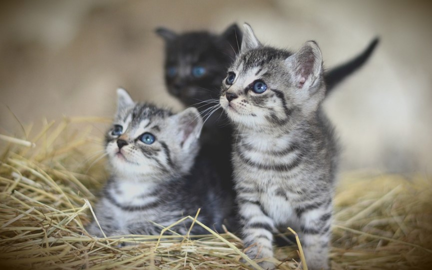 Socializar es importante para la conducta de gatos