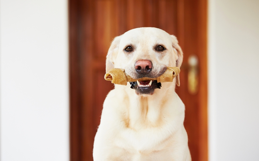 imágenes de huesos para perros