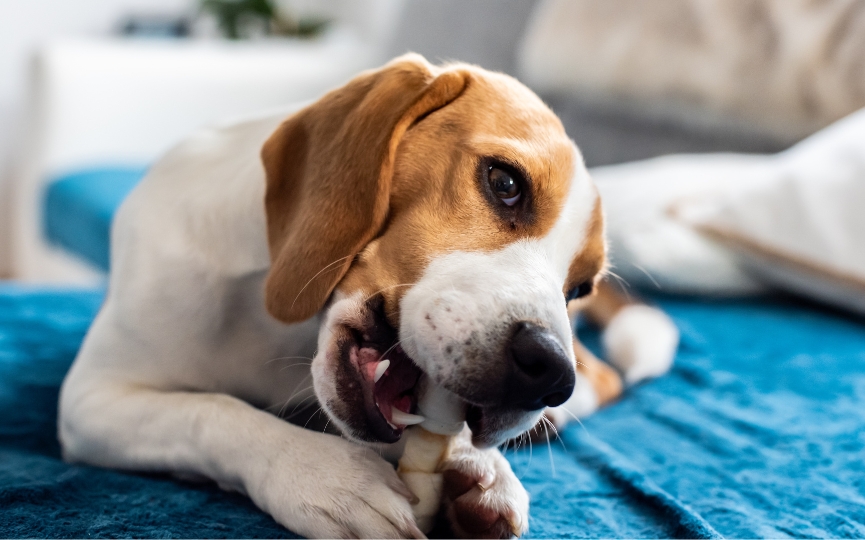 imágenes de huesos para perros