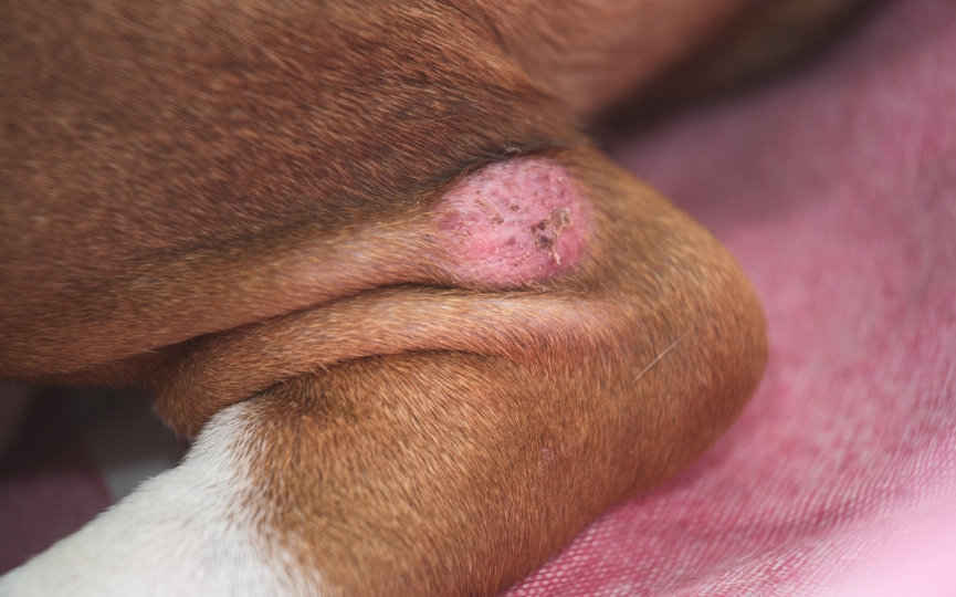 mastocitoma en perros