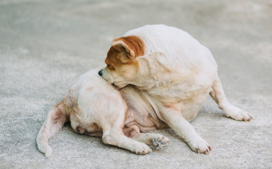 mastocitosis en perros