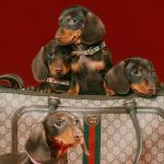 El negocio de la moda para mascotas