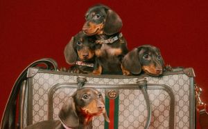 El negocio de la moda para mascotas