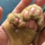 polidactilia en gatos