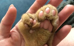 polidactilia en gatos