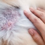 tumor de mastocitos