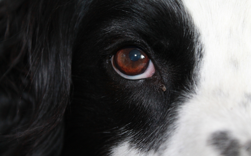 cómo es la vista de los perros