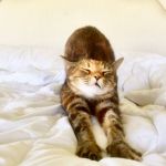 vacaciones para gatos