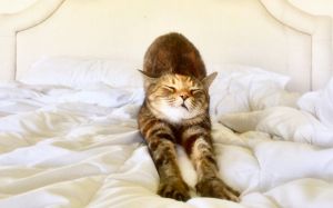 vacaciones para gatos