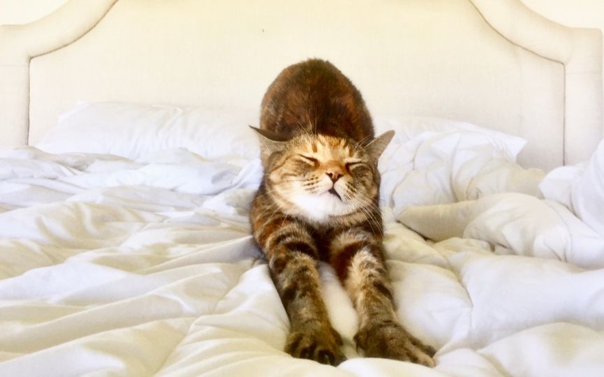 vacaciones para gatos