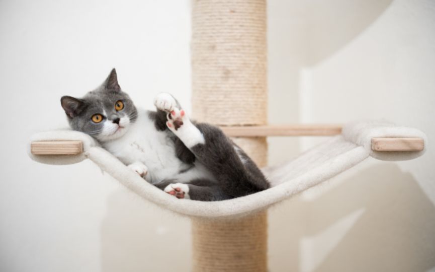 gato de vacaciones 