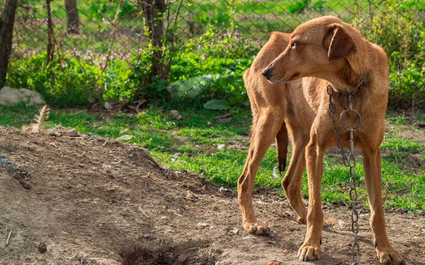 sintomas de anorexia en perros