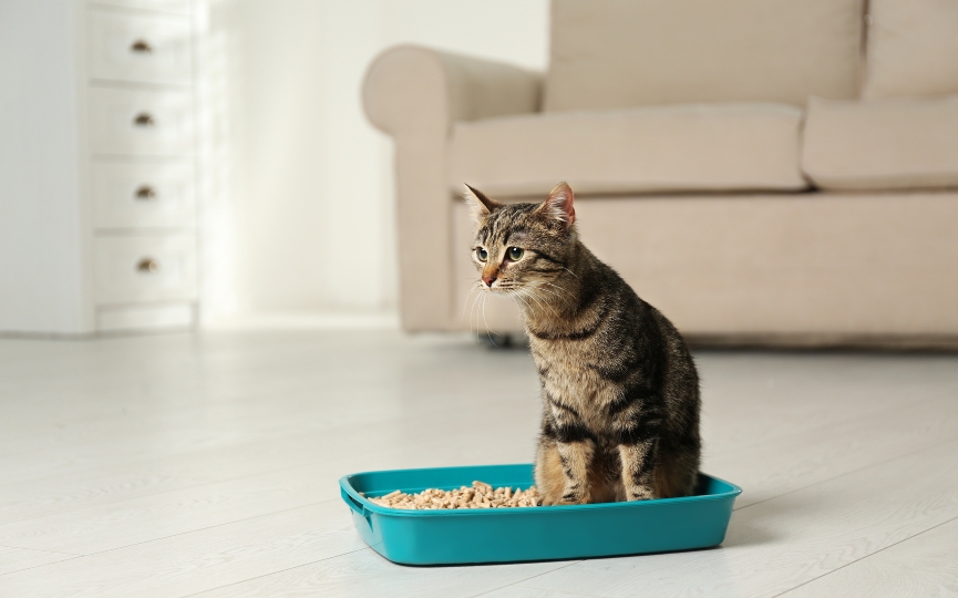 arenero para gato
