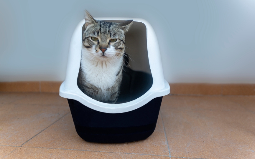 areneros para gatos