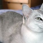 Gato Burmilla