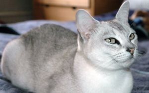 Gato Burmilla