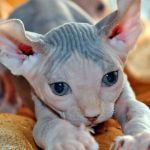 Gato Elfo