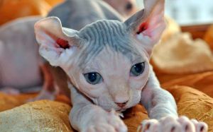 Gato Elfo