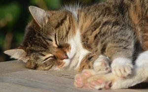 gato con epilepsia