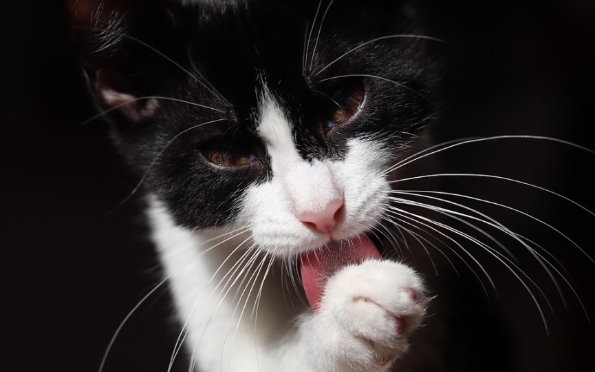 gato con epilepsia se lame
