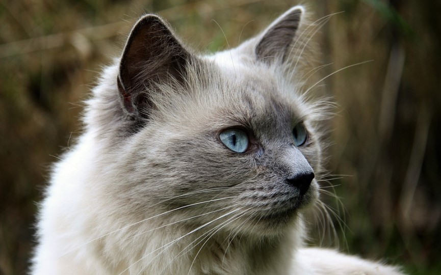 tratar a un gato epiléptico
