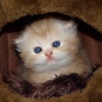 gato más pequeño del mundo