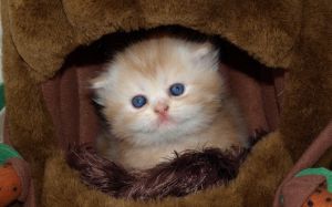 gato más pequeño del mundo