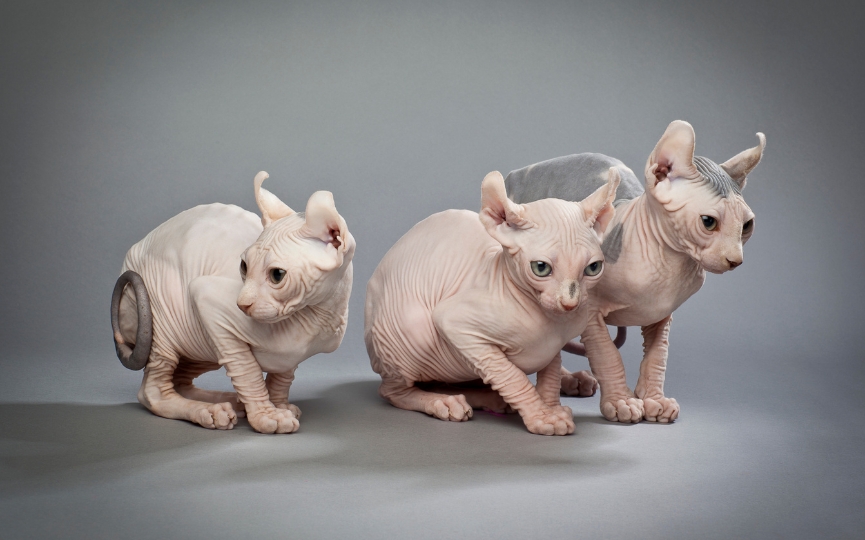 gatos elfos